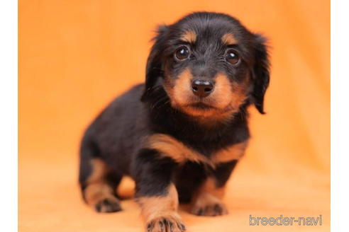 成約済の東京都のカニンヘンダックスフンド(ロングヘアード)-203751の2枚目